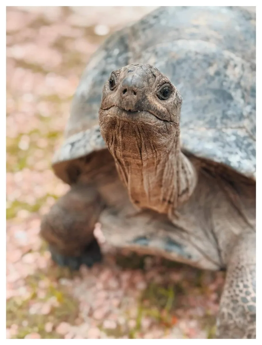 Seychelles gallery