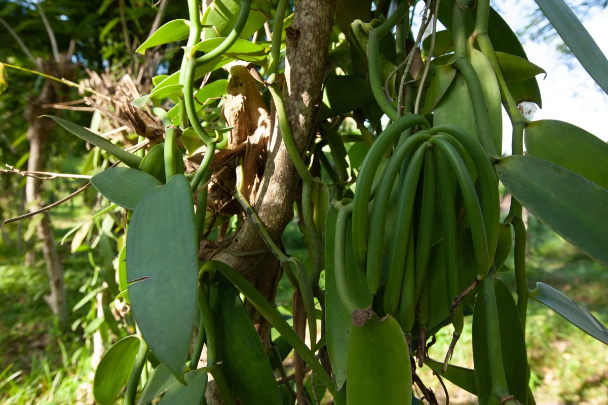 Seychelles gallery
