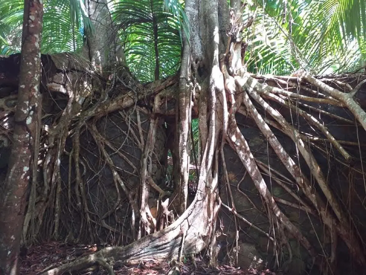 Anse Capucin Trail photo 7