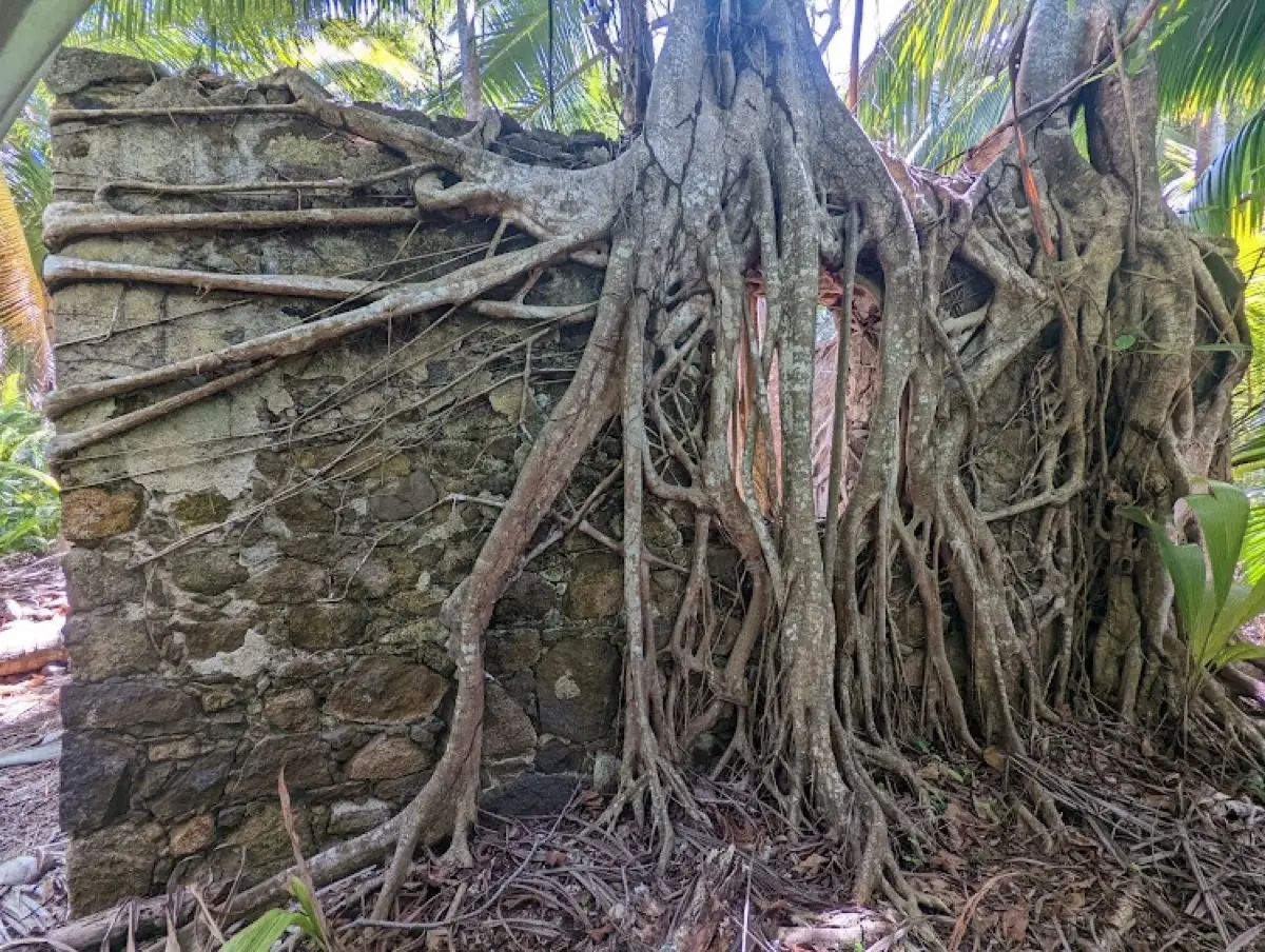 Anse Capucin Trail photo 8