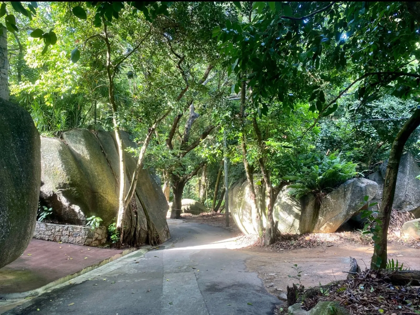 Anse Major (Beach) Nature Trail photo 4