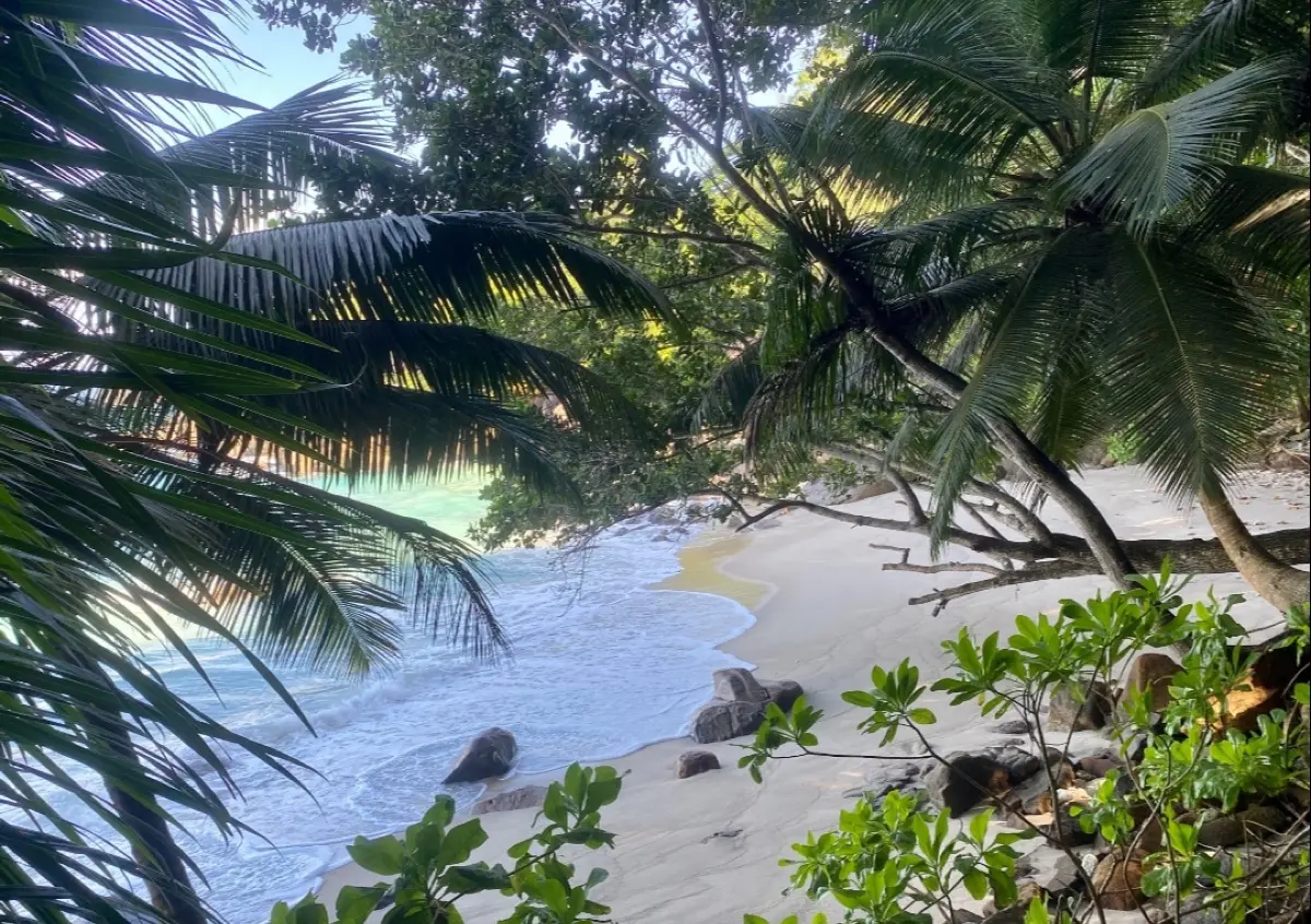Anse Major (Beach) Nature Trail photo 8