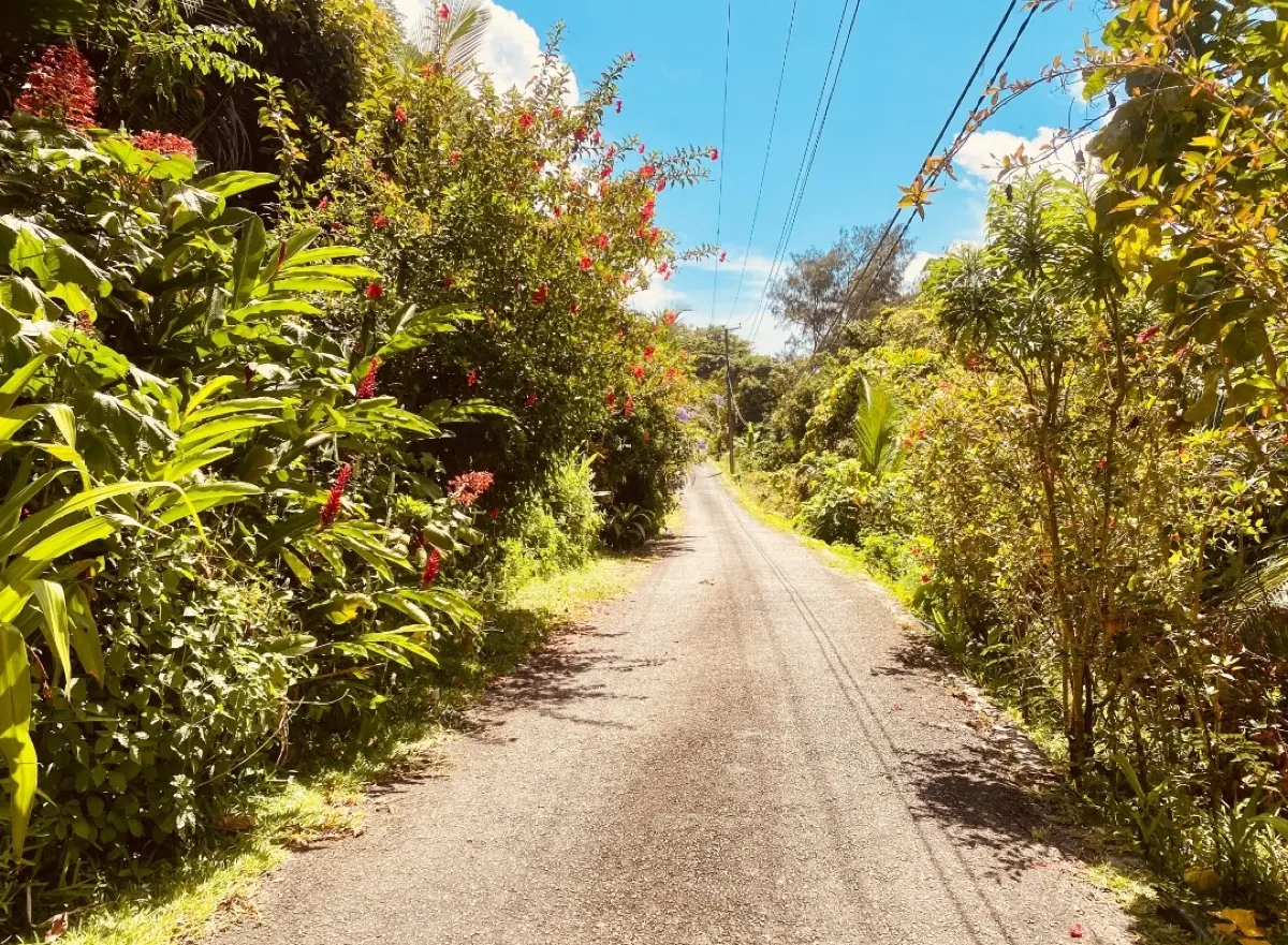 Bel Ombre to Baie Ternay Marine National Park to Port Launay Beach photo 15
