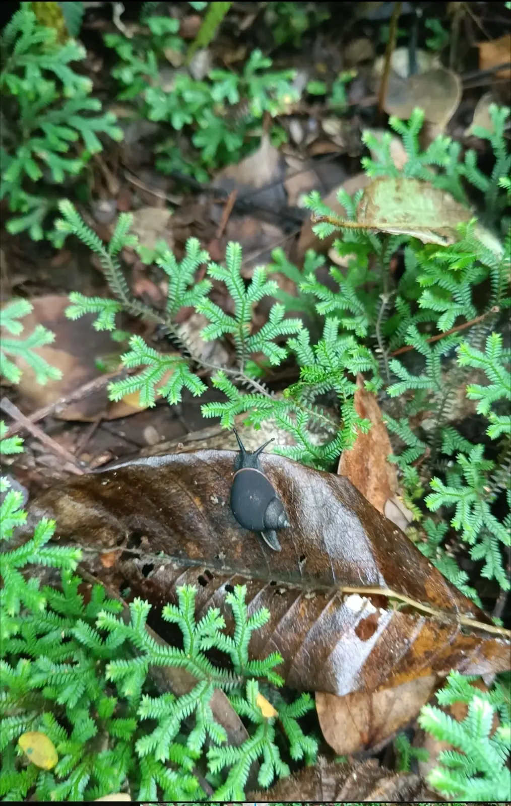 Mare Aux Cochons Trail to Port Glaud (Sauzier Waterfall) photo 1