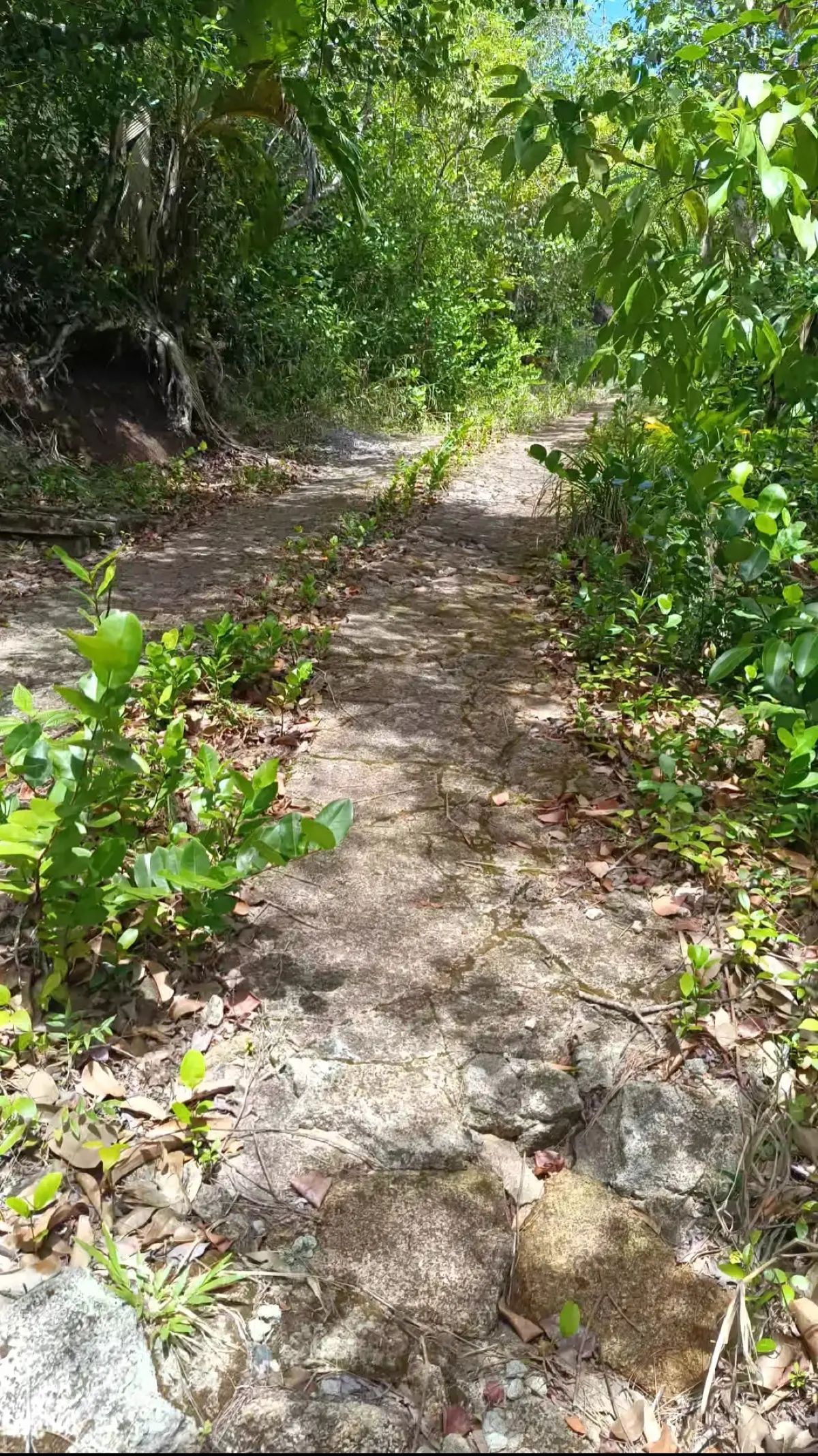 Mare Aux Cochons Trail to Port Glaud (Sauzier Waterfall) photo 5