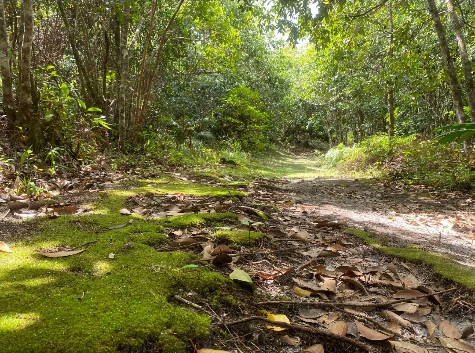Mare Aux Cochon Valley Trail photo 1