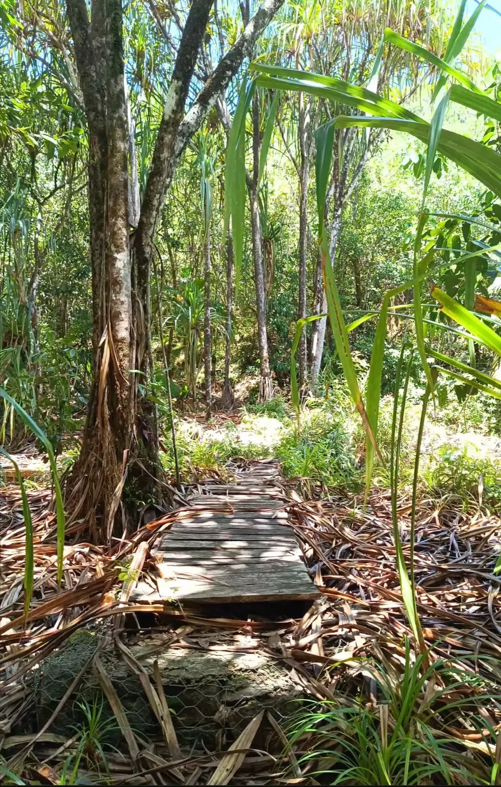 Mare Aux Cochon Valley Trail photo 3