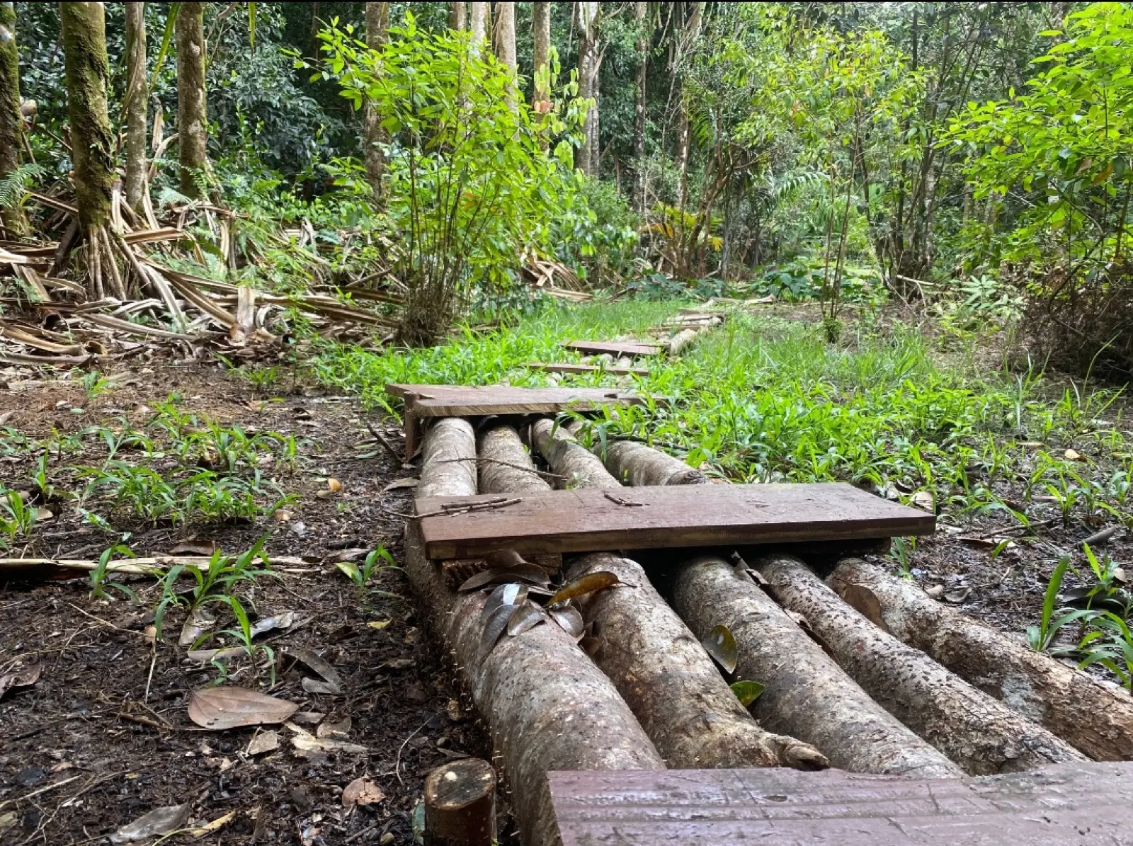 Mare Aux Cochon Valley Trail photo 4