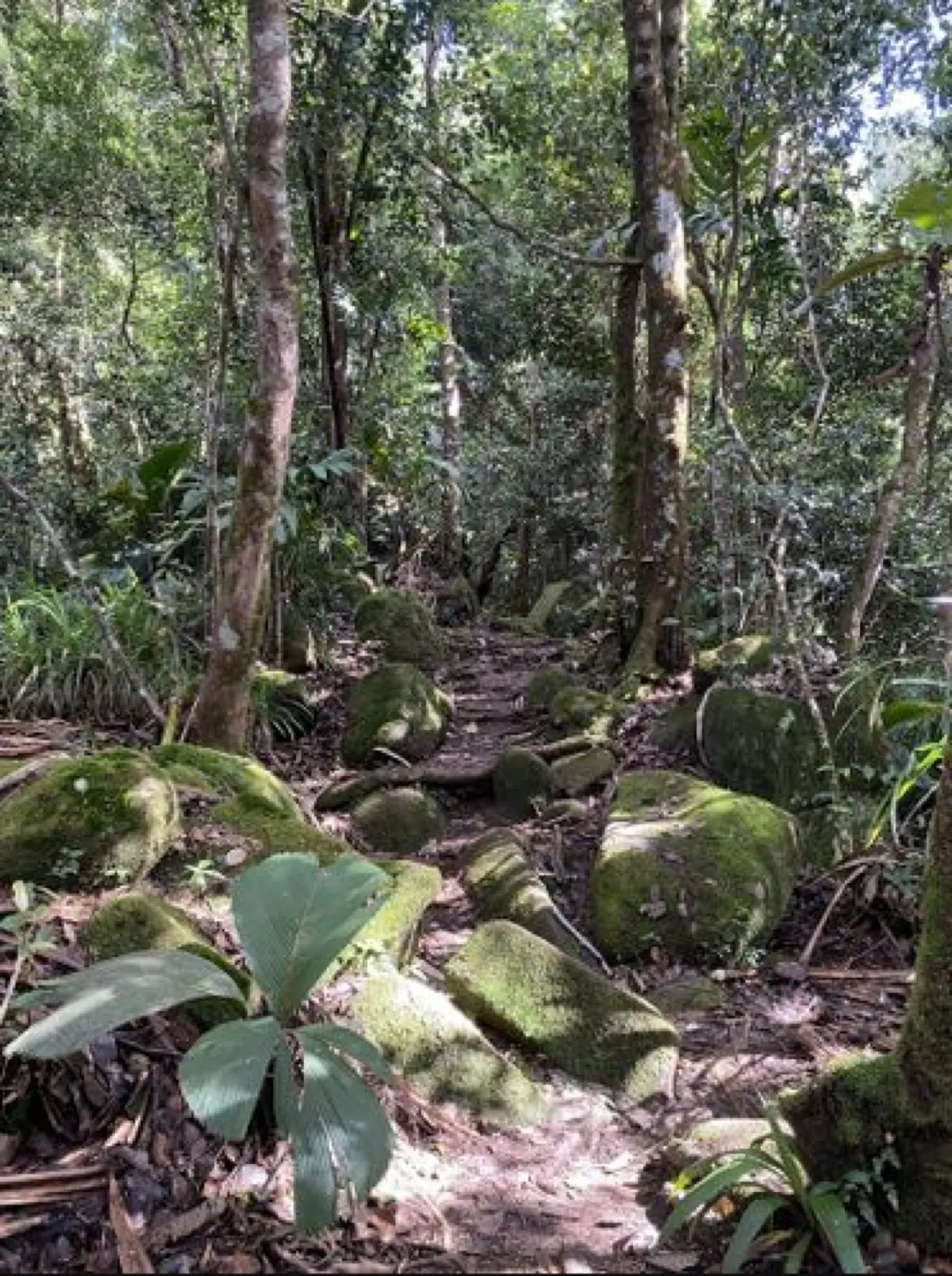 Morne Blanc Nature Trail photo 10