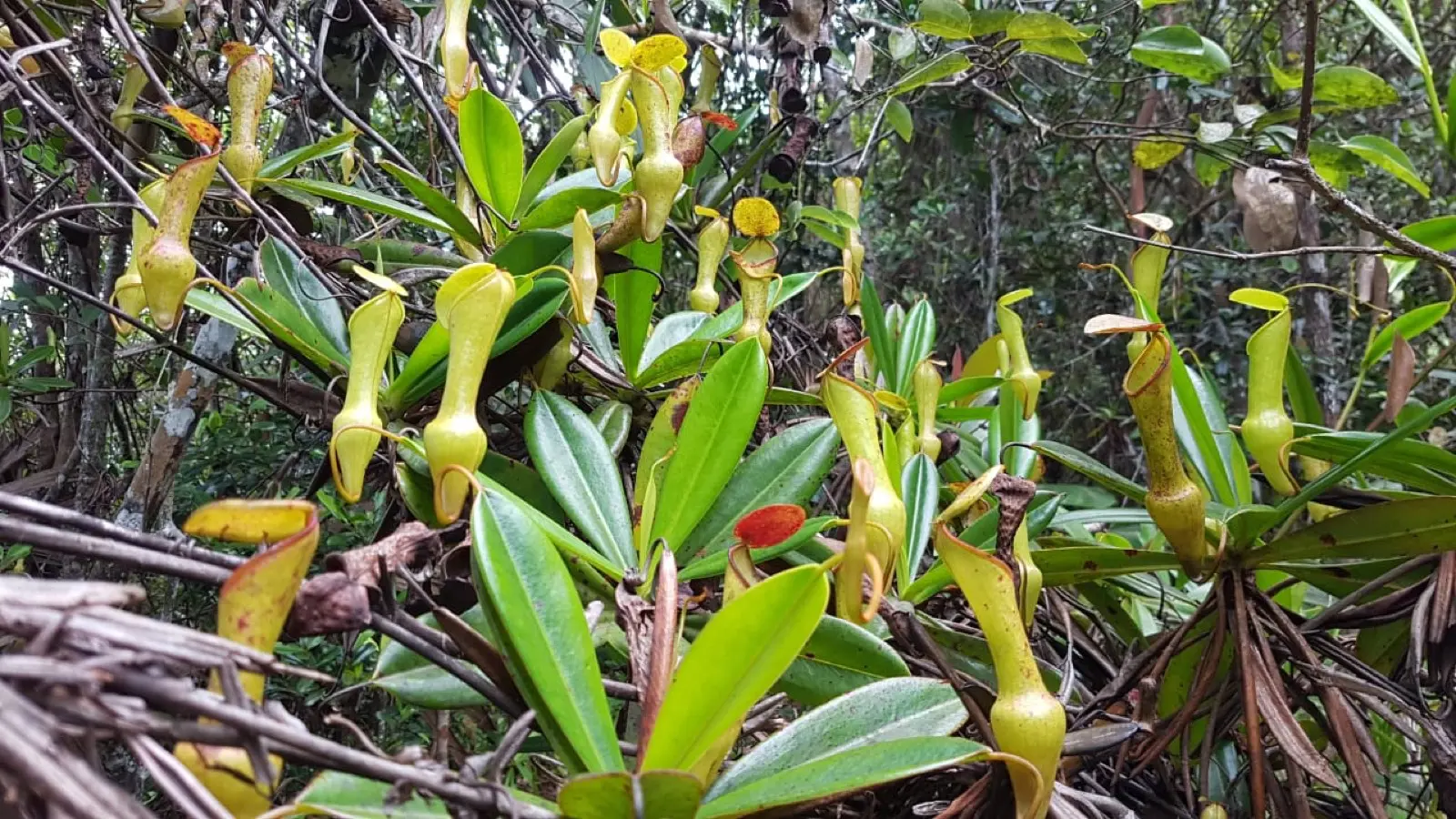 The Morne Seychellois Nature Trail photo 2