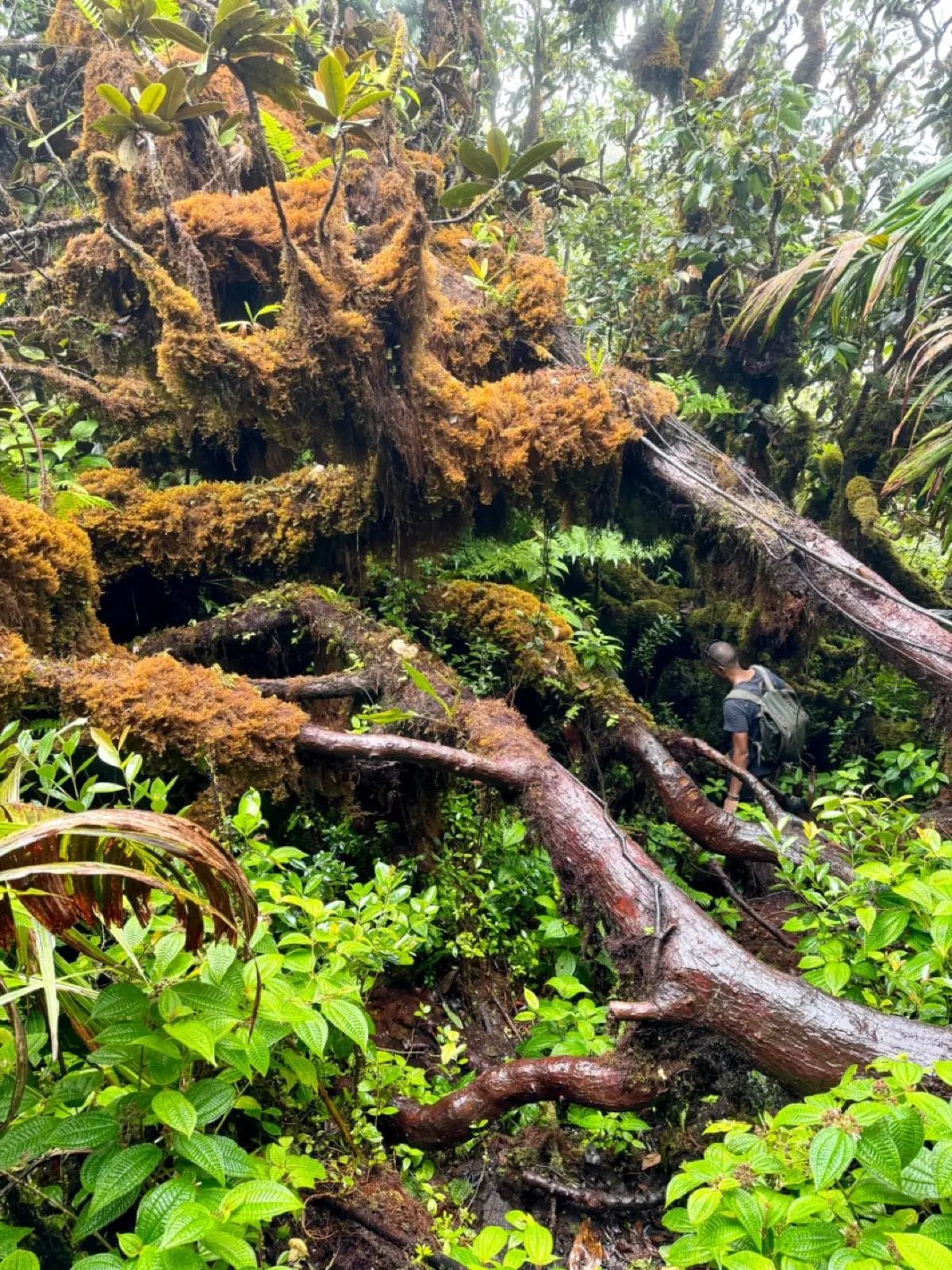 The Morne Seychellois Nature Trail photo 24