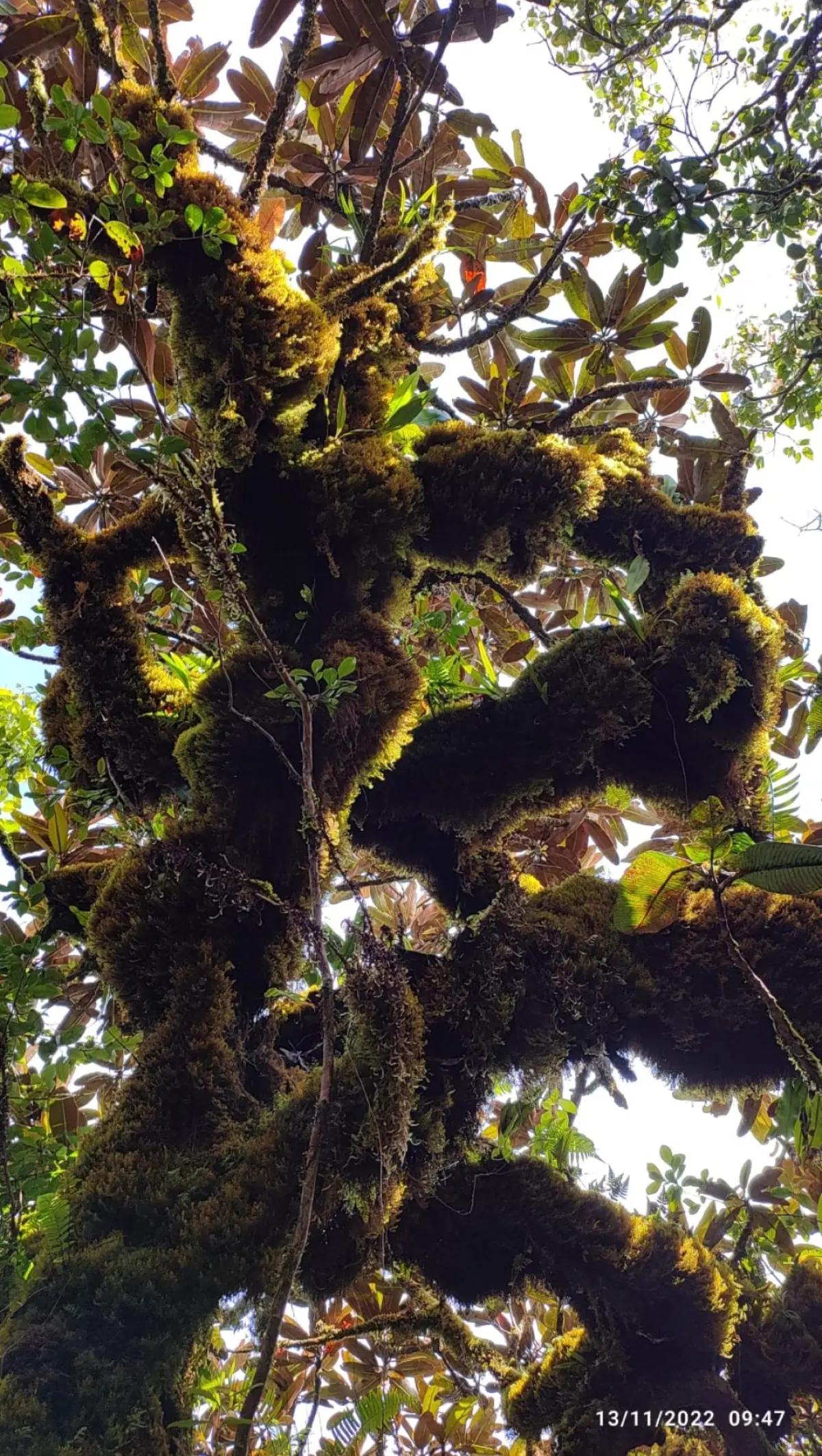 The Morne Seychellois Nature Trail photo 6