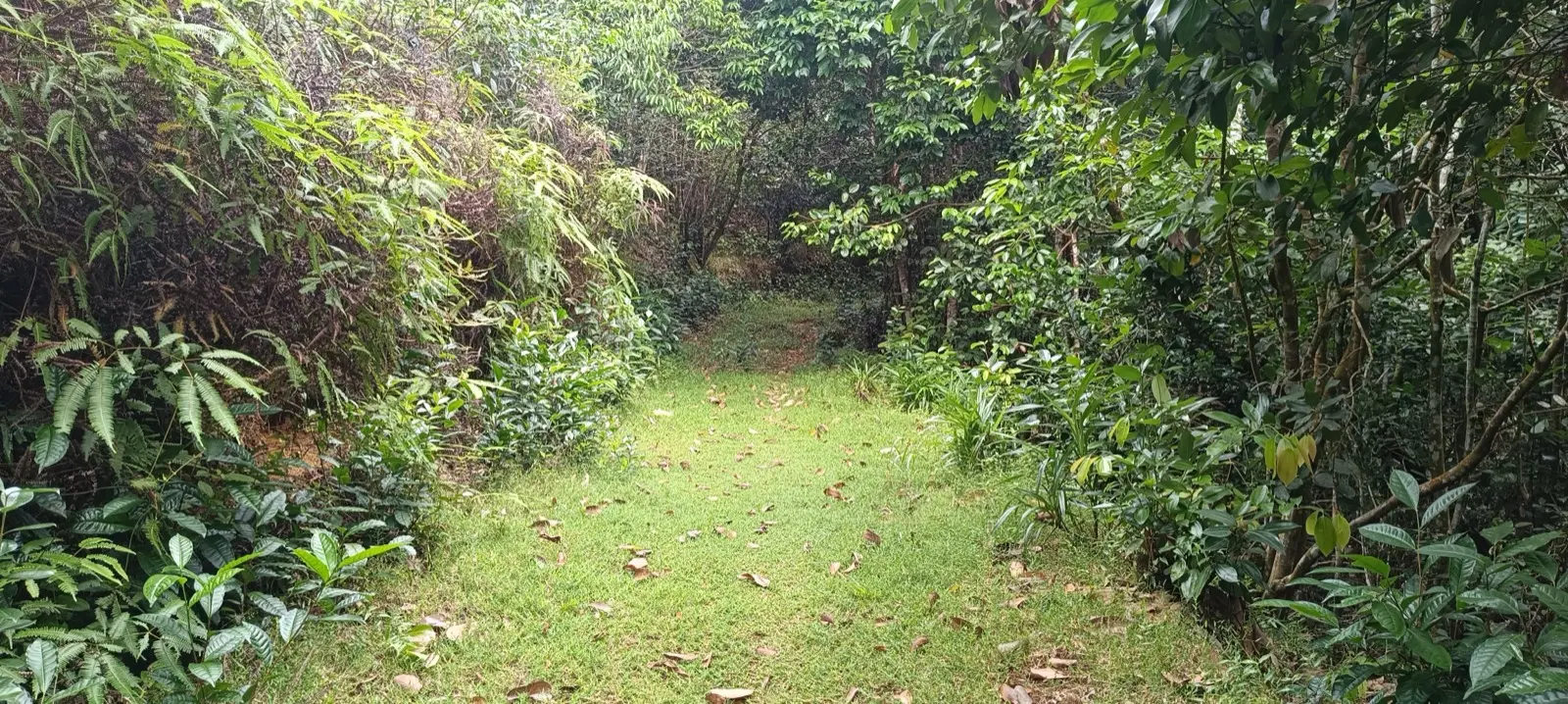 Salazie Nature Trail photo 2