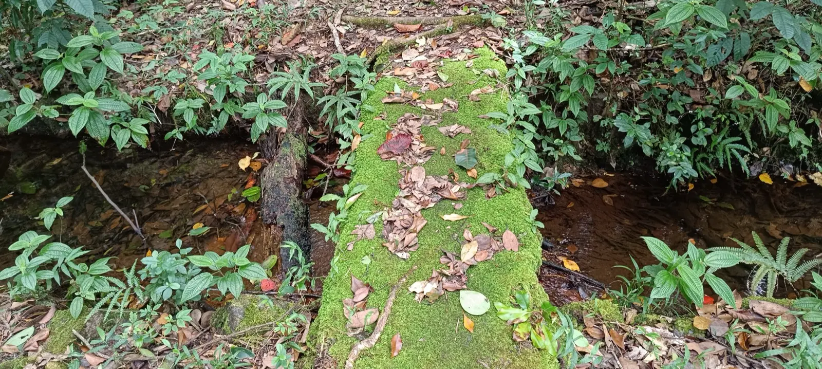 Salazie Nature Trail photo 3