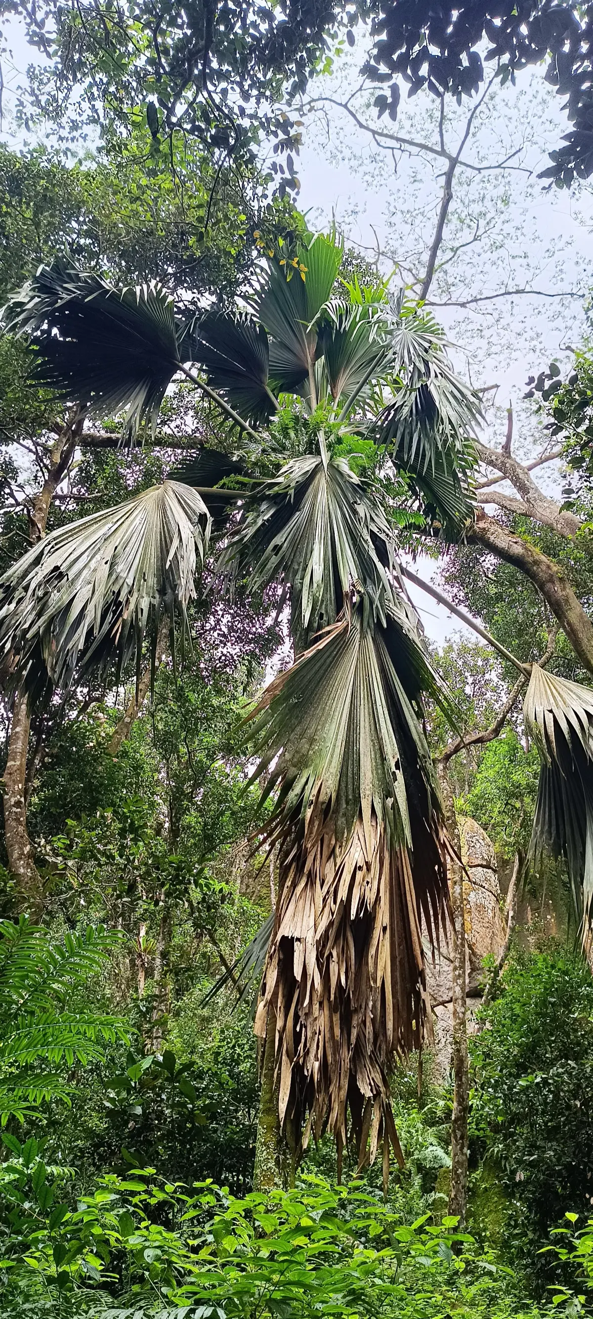 Salazie Nature Trail photo 5